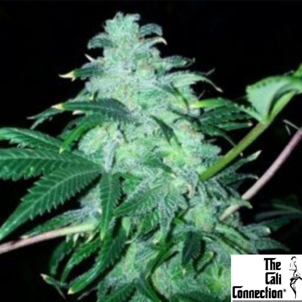 22 - The Cali Connection Cannabis Samen Produktbild