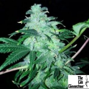 22 - The Cali Connection Cannabis Samen Produktbild