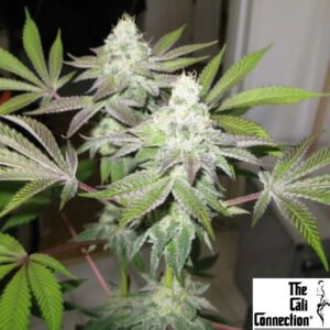 78 - The Cali Connection Cannabis Samen Produktbild