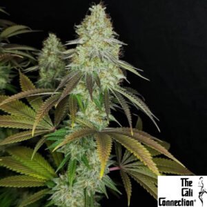 818 Headband - The Cali Connection Cannabis Samen Produktbild