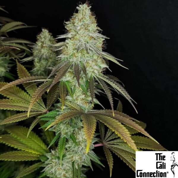 818 Headband - The Cali Connection Cannabis Samen Produktbild