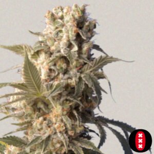 AK-47 - Serious Seeds Cannabis Samen Produktbild