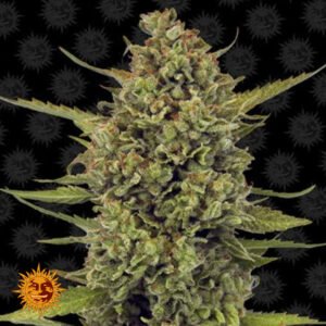 Acapulco Gold - Barneys Farm Cannabissamen kaufen
