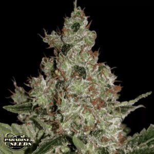 Acid - Paradise Seeds Cannabissamen kaufen