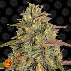 Amnesia Lemon - Barneys Farm Cannabissamen kaufen