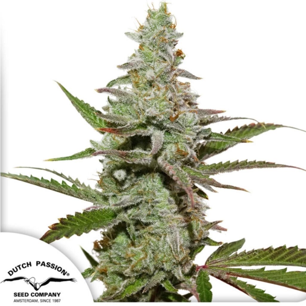 Amsterdam Amnesia - Dutch Passion Cannabissamen kaufen