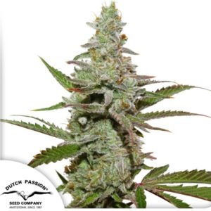 Amsterdam Amnesia - Dutch Passion Cannabissamen kaufen