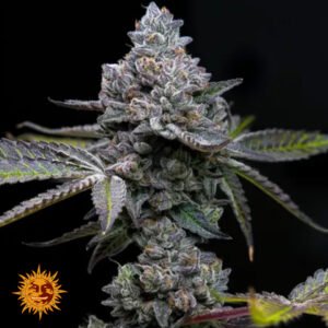 Apple Fritter - Barneys Farm Cannabissamen kaufen