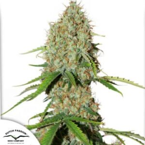 Auto Brooklyn Sunrise - Dutch Passion Cannabissamen kaufen