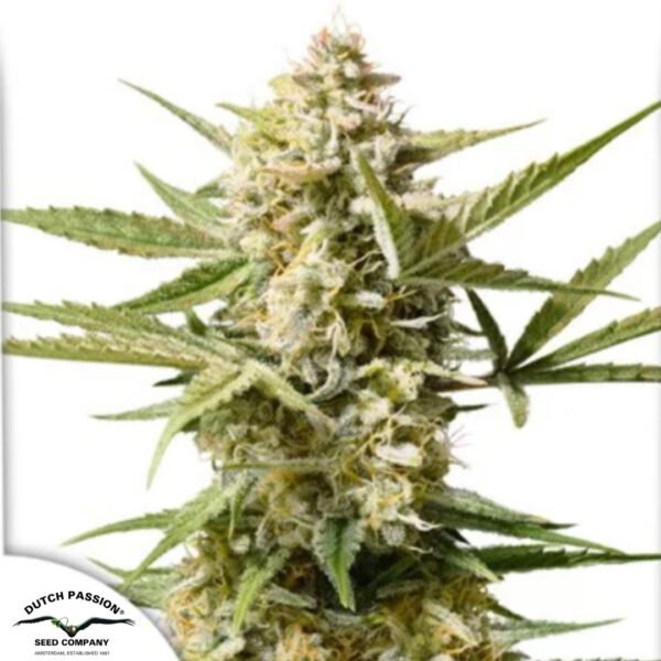 Auto Cinderella Jack - Dutch Passion Cannabissamen kaufen