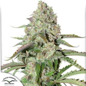 Auto Colorado Cookies - Dutch Passion Cannabissamen kaufen