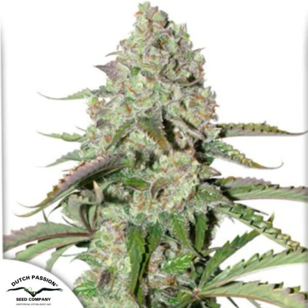 Auto Colorado Cookies - Dutch Passion Cannabissamen kaufen