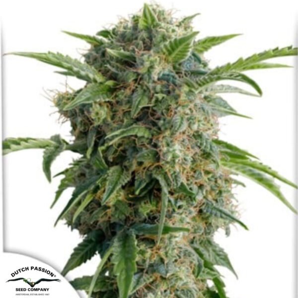 Auto Daiquiri Lime - Dutch Passion Cannabissamen kaufen