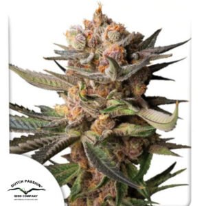 Auto Frozen Biscotti - Dutch Passion Cannabissamen kaufen