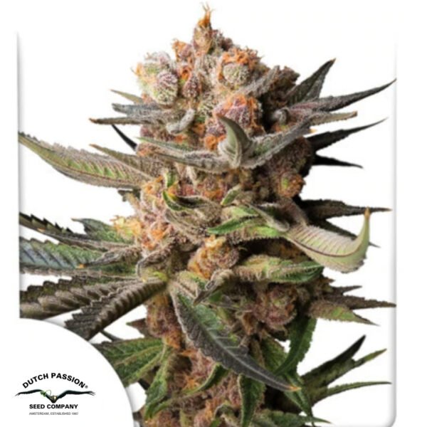 Auto Frozen Biscotti - Dutch Passion Cannabissamen kaufen