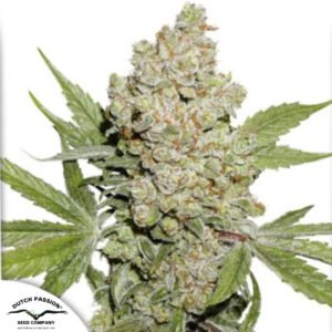 Auto Lemon Kix - Dutch Passion Cannabissamen kaufen