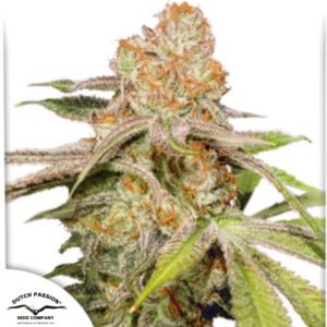 Auto Mac One - Dutch Passion Cannabissamen kaufen