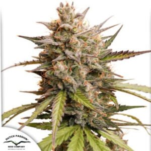 Auto Melonade Runtz - Dutch Passion Cannabissamen kaufen