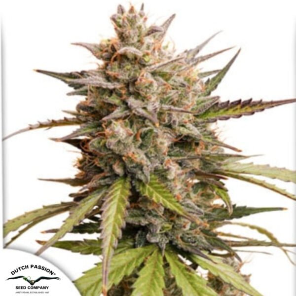 Auto Melonade Runtz - Dutch Passion Cannabissamen kaufen