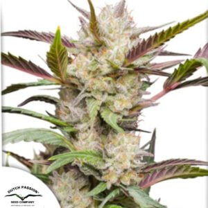 Auto Mimosa Punch - Dutch Passion Cannabissamen kaufen