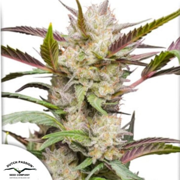 Auto Mimosa Punch - Dutch Passion Cannabissamen kaufen