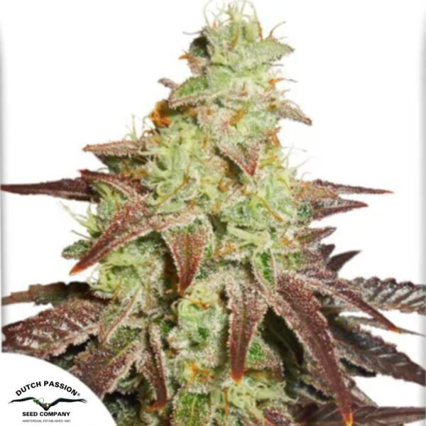 Auto Night Queen - Dutch Passion Cannabissamen kaufen
