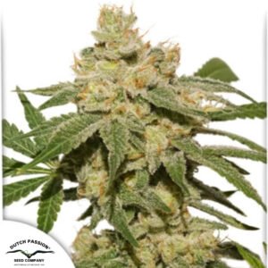 Auto Oh My Gusher - Dutch Passion Cannabissamen kaufen