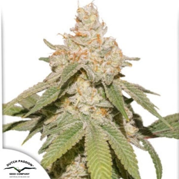 Auto SFV OG - Dutch Passion Cannabissamen kaufen