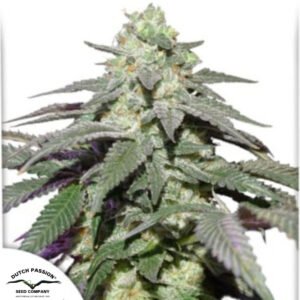 Auto Skywalker Haze - Dutch Passion Cannabissamen kaufen