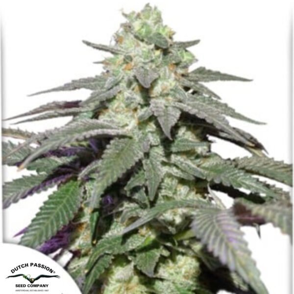 Auto Skywalker Haze - Dutch Passion Cannabissamen kaufen