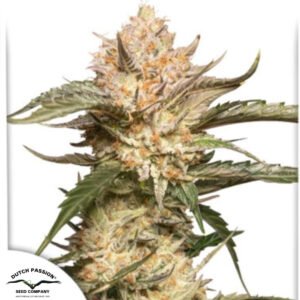 Auto Trichome and Cream - Dutch Passion Cannabissamen kaufen