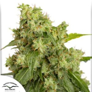 Auto Xtreme Haze - Dutch Passion Cannabissamen kaufen