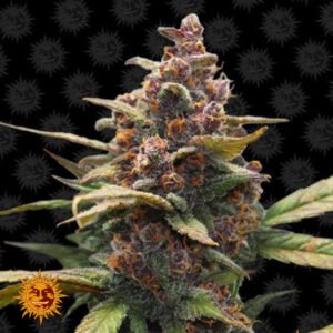 Ayahuasca Purple - Barneys Farm Cannabissamen kaufen