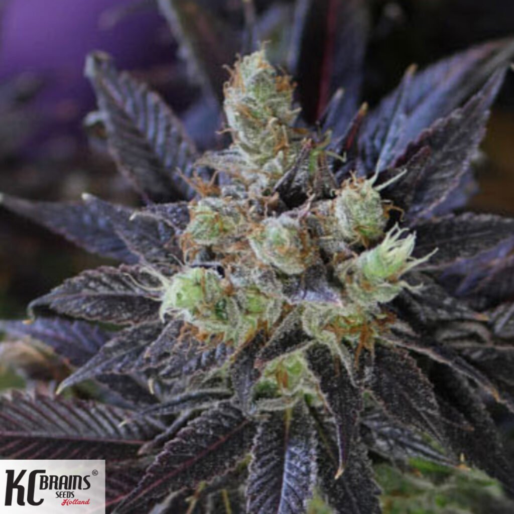 Bahia Black Head - KC Brains Cannabissamen kaufen