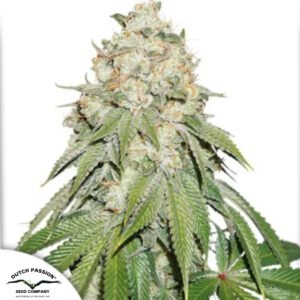 Banana Blaze - Dutch Passion Cannabissamen kaufen