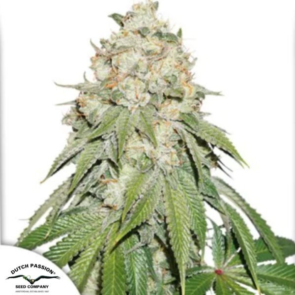 Banana Blaze - Dutch Passion Cannabissamen kaufen