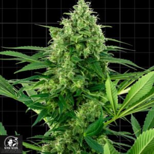 Banana Frosting - Sensi Seeds Research Cannabissamen kaufen