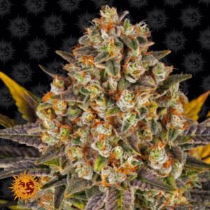 Banana Punch - Barneys Farm Cannabissamen kaufen