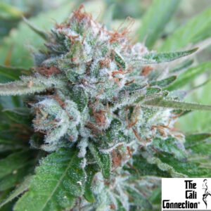 Bellini - The Cali Connection Cannabis Samen Produktbild