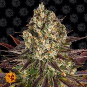 Biscotti - Barneys Farm Cannabissamen kaufen