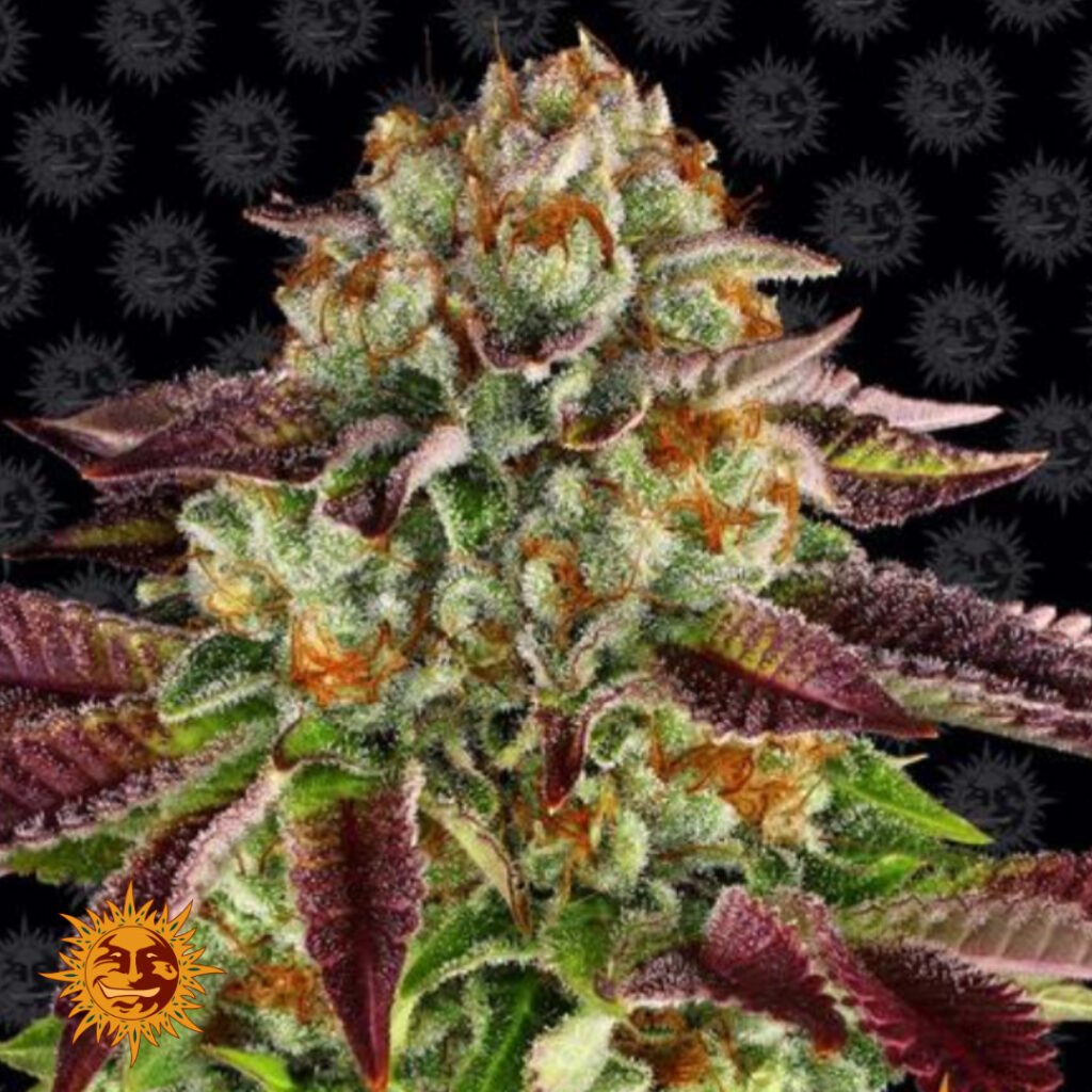 Biscotti Mintz - Barneys Farm Cannabissamen kaufen