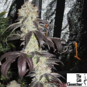 Black Kush - The Cali Connection Cannabis Samen Produktbild