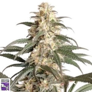 Black Lebanon - Super Sativa Seed Club Cannabis Samen Produktbild