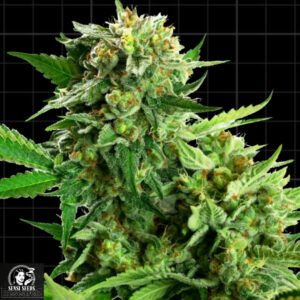Blackberry Cake - Sensi Seeds Research Cannabissamen kaufen