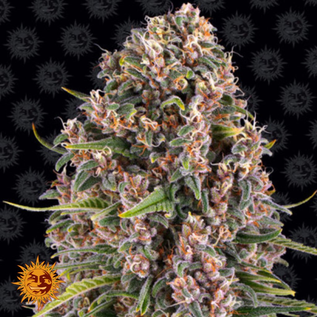 Blue Cheese - Barneys Farm Cannabissamen kaufen