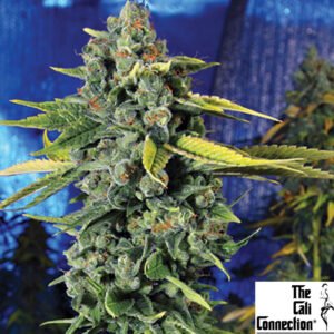 Blue Dream Haze - The Cali Connection Cannabis Samen Produktbild