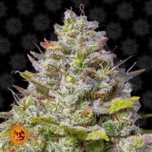 Blue Gelato 41 - Barneys Farm Cannabissamen kaufen