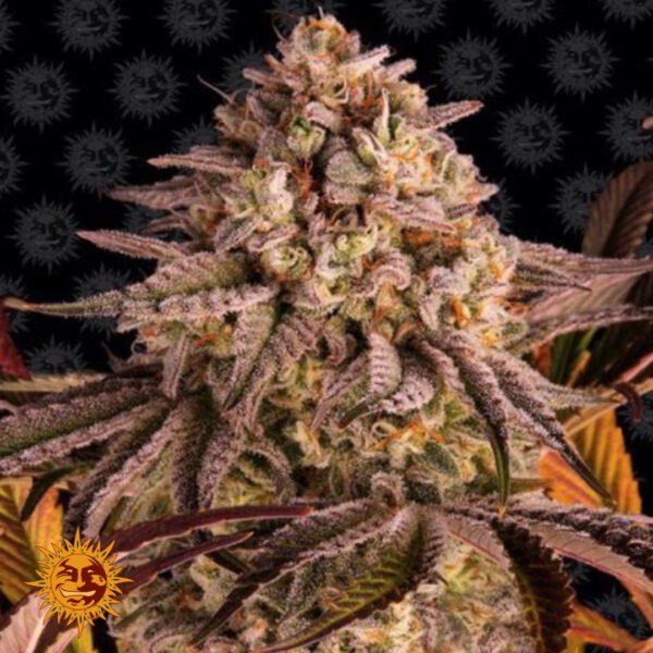 Blue Sunset Sherbet - Barneys Farm Cannabissamen kaufen