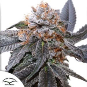 Blue Zushi - Dutch Passion Cannabissamen kaufen