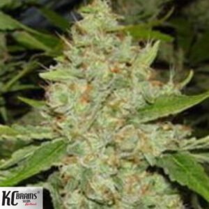 Brains Choice - KC Brains Cannabissamen kaufen